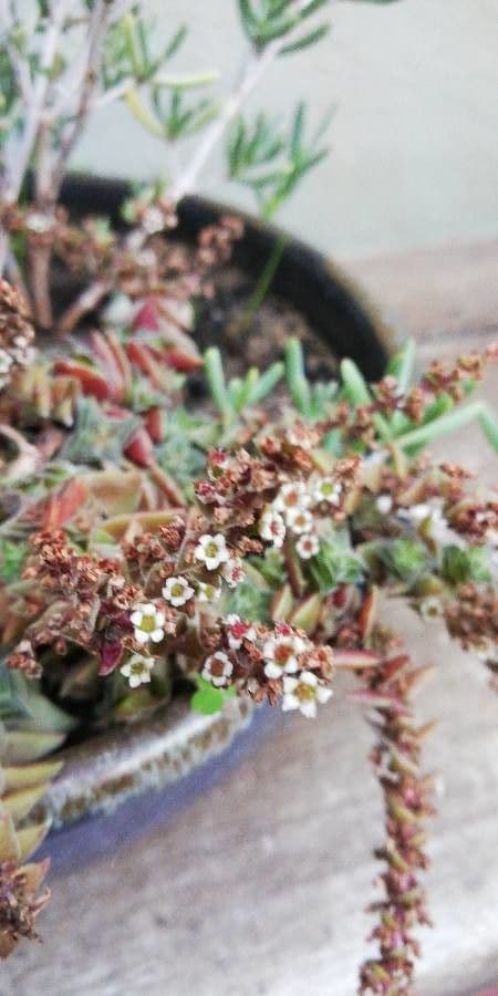 Crassula 8
