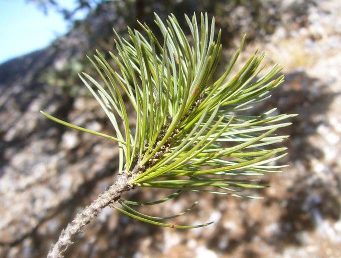 Pinyon pine 11