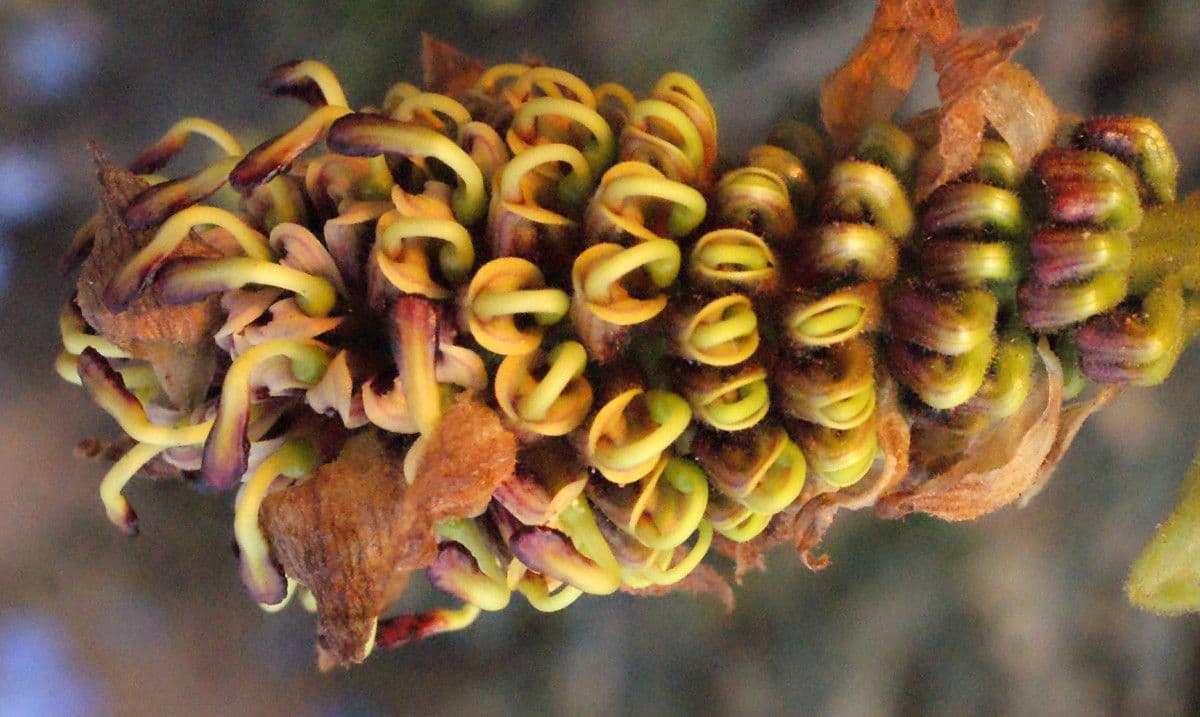 Grevillea 7