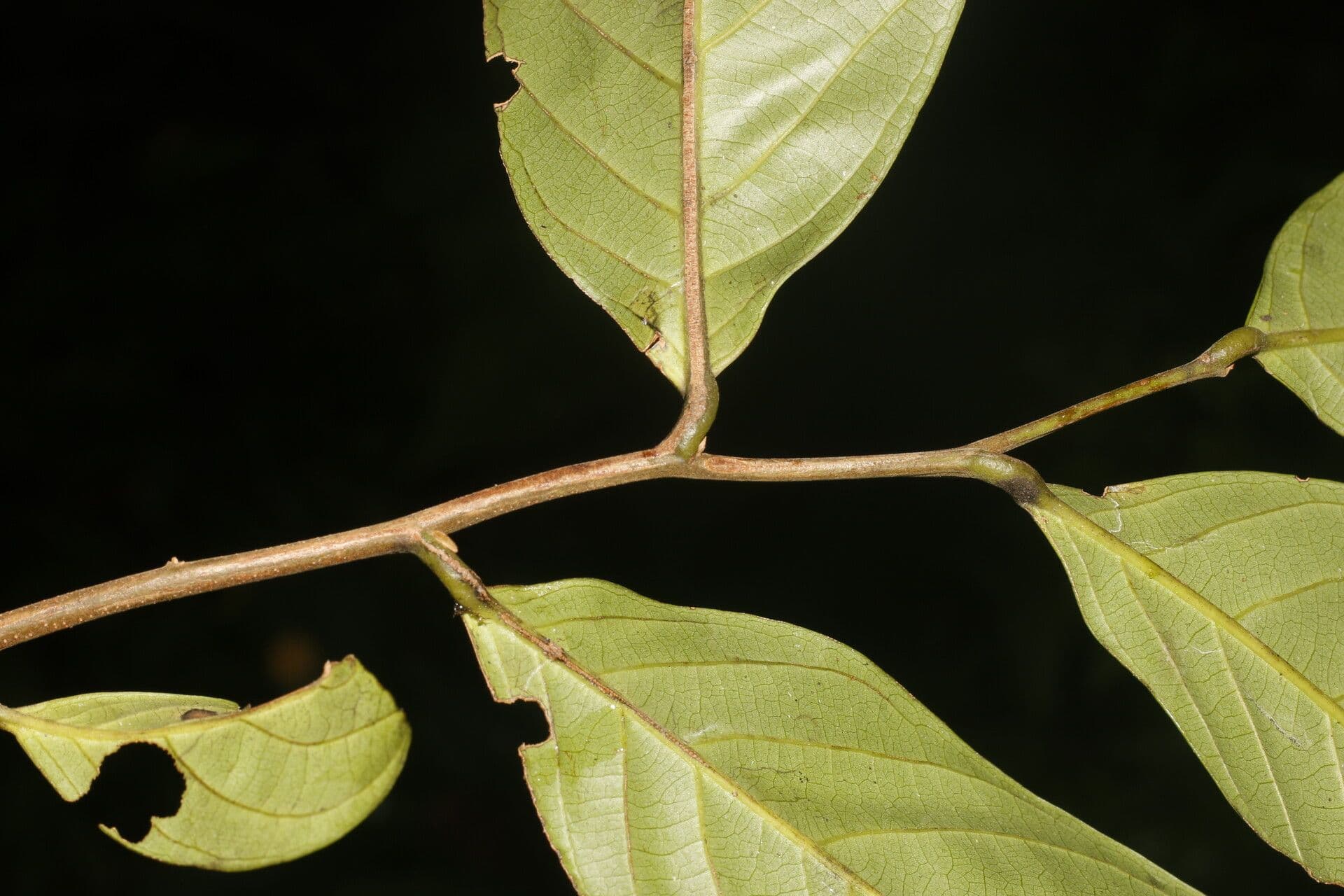 Unonopsis 11