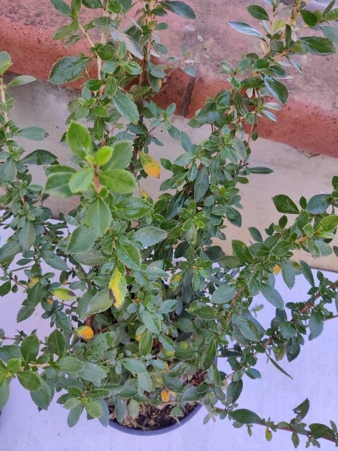 Rote Escallonie 19