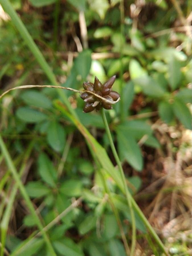 Alisma ranuncoloide