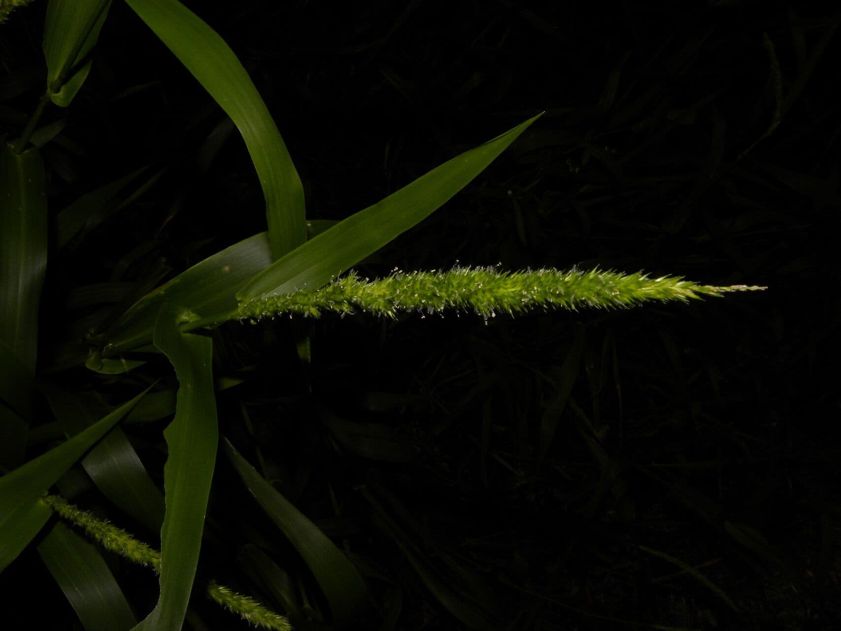 Hymenachne amplexicaulis 7