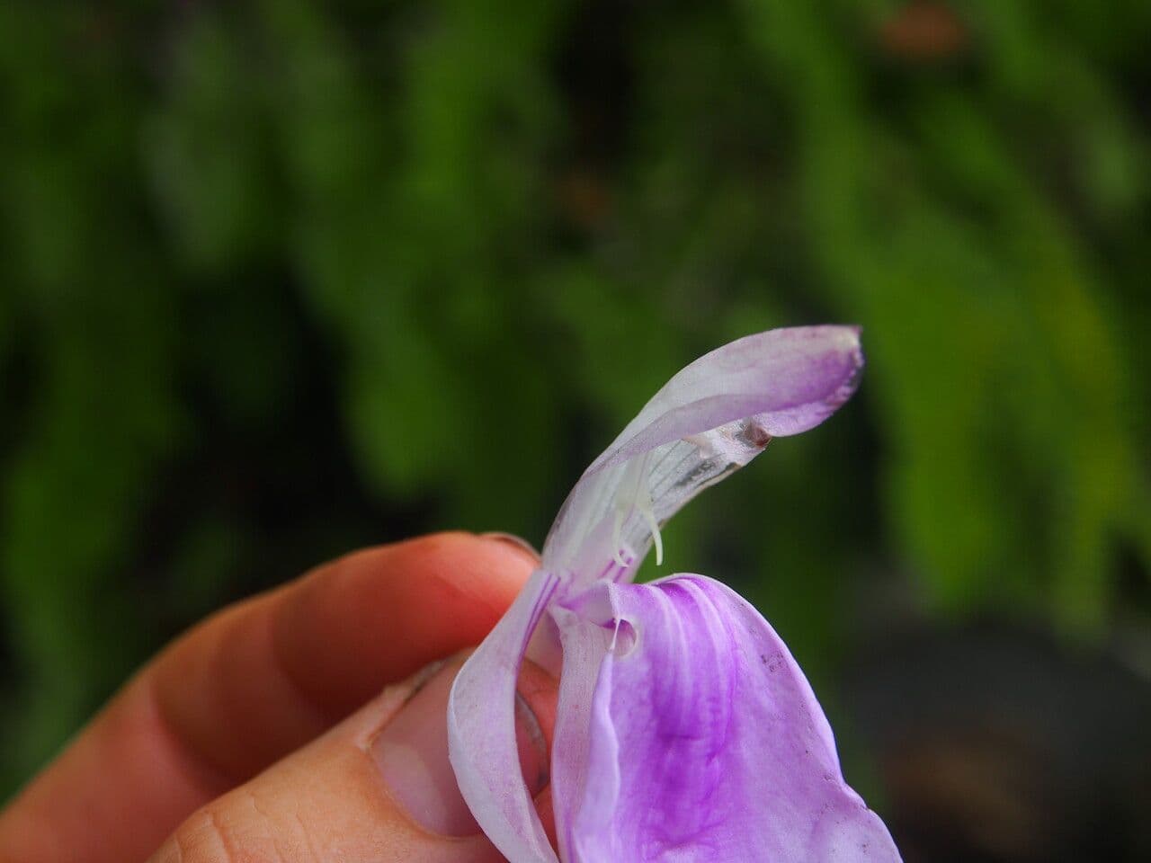 Roscoea 19