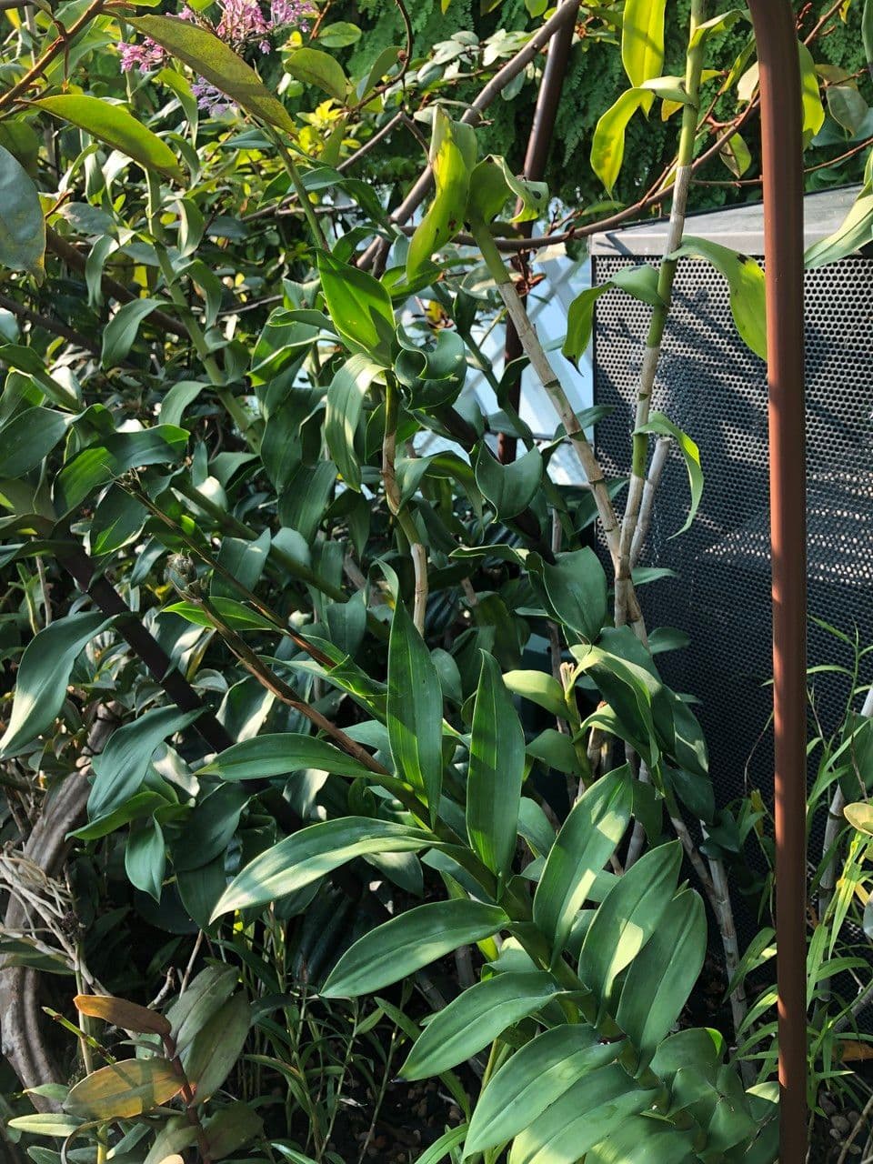Epidendrum z Atacazo 8