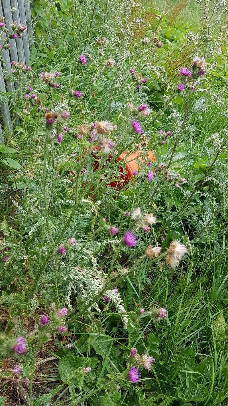 Weg-Distel 27