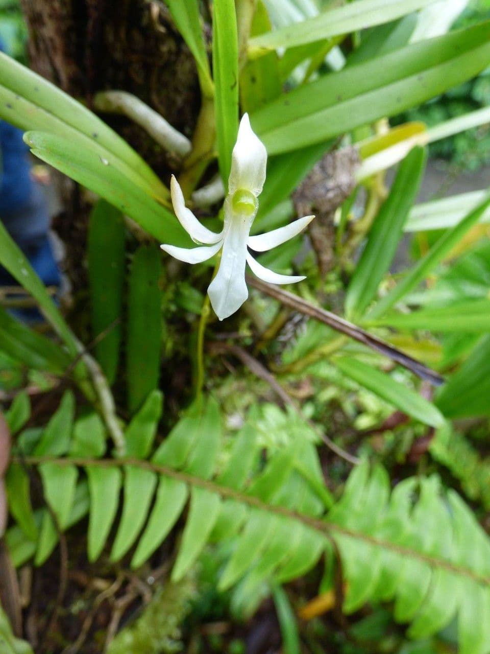 Jumellea 8