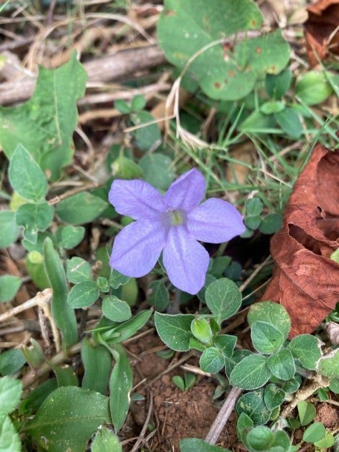 Ruellia geminiflora 5