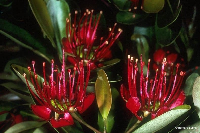 Xanthostemon 2