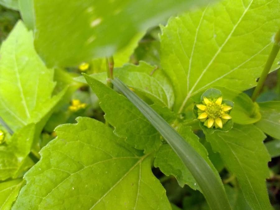Melampodium 3