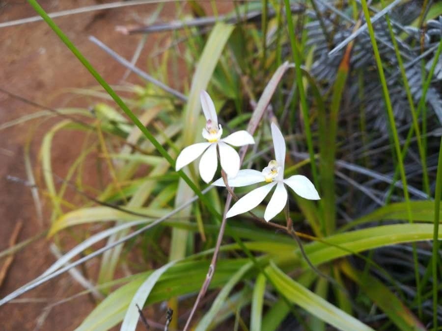 Caladenia 3