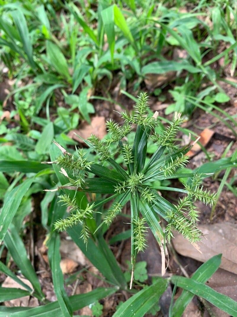 Cyperus meyenianus 6