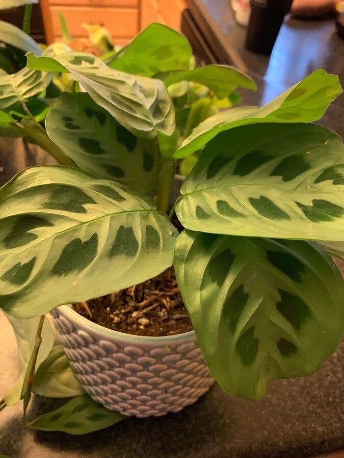 Maranta 6