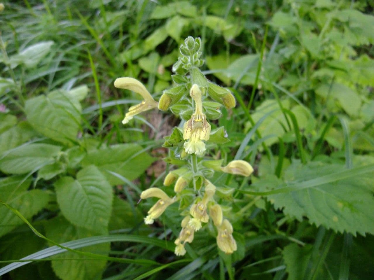 Salvia vischiosa 13