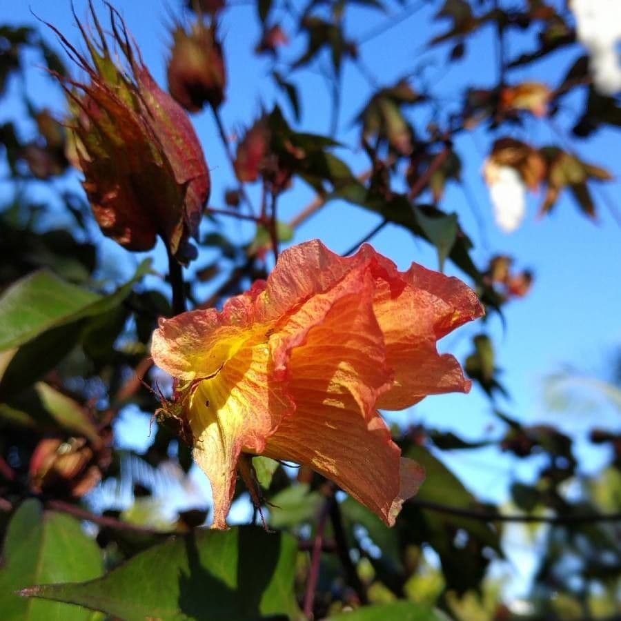 Cotone di Barbados 6