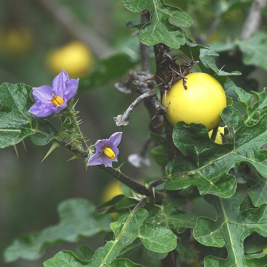 Solano di Linné 8