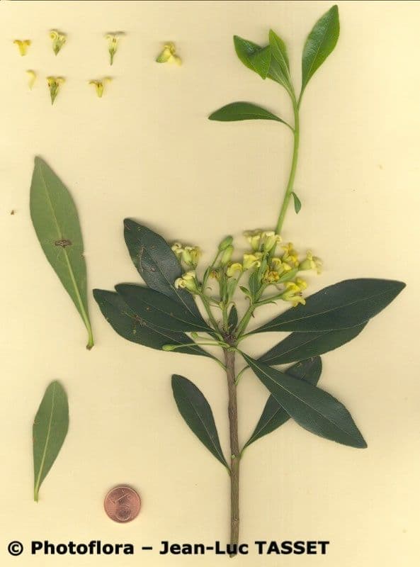 Pitosporum 27