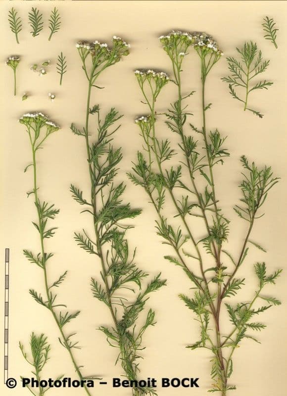 Chamomile-leaved Yarrow 19