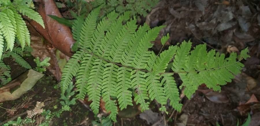 Macrothelypteris 8