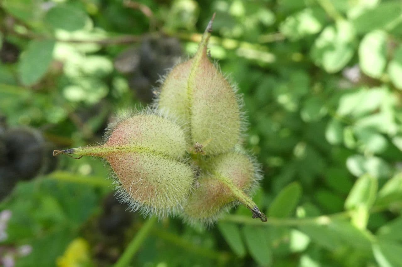 Astragalo ceci 5