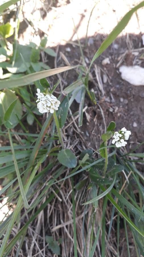 Arabis ciliata 10