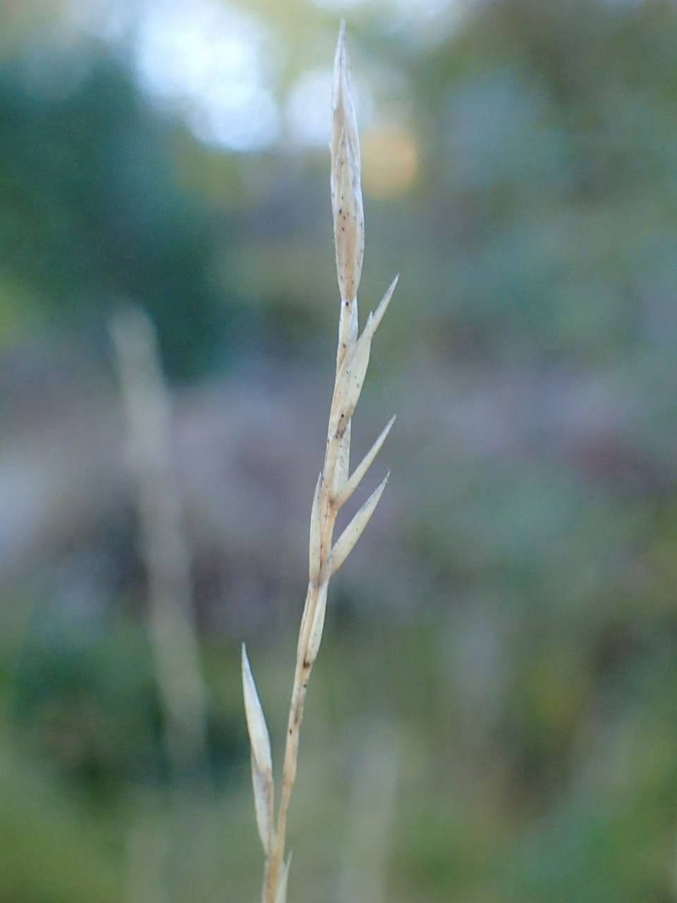 Festuca gautieri 4