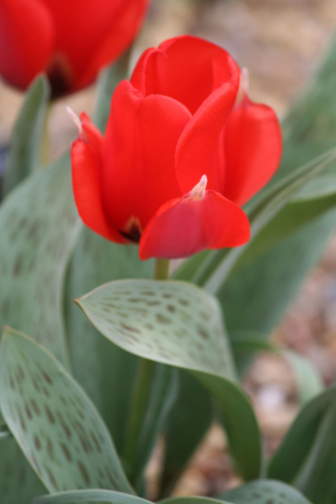 Tulipano