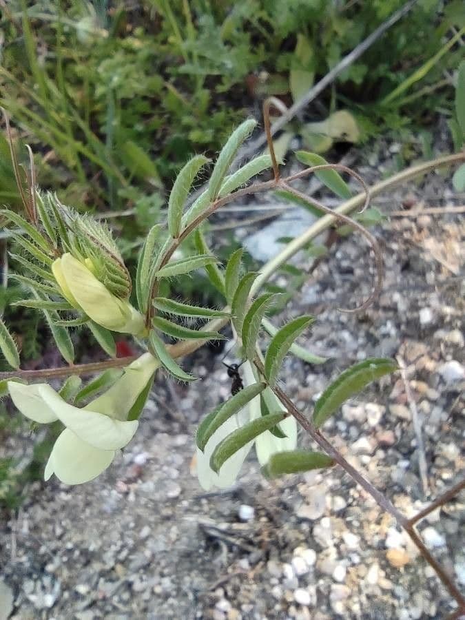 Vicia hybrida 20