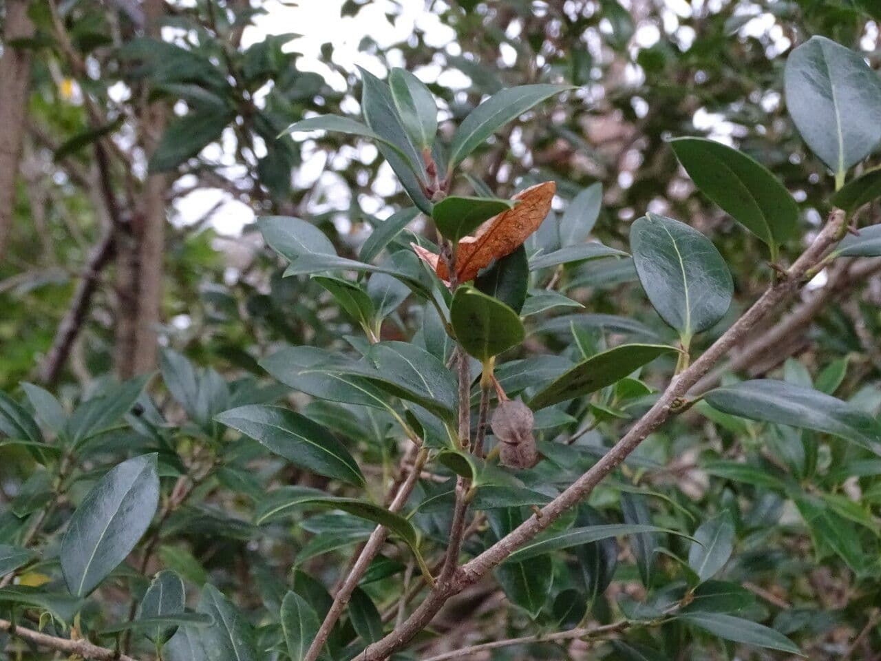 Olearia 3