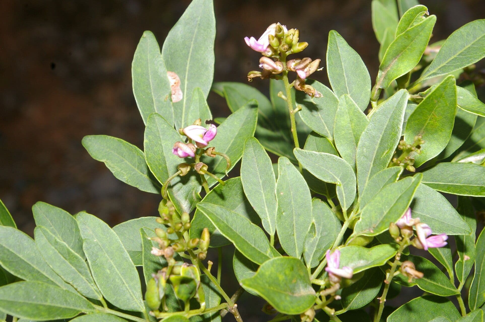 Lonchocarpus lanceolato 3