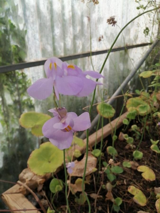 Utricularia reniforme 2
