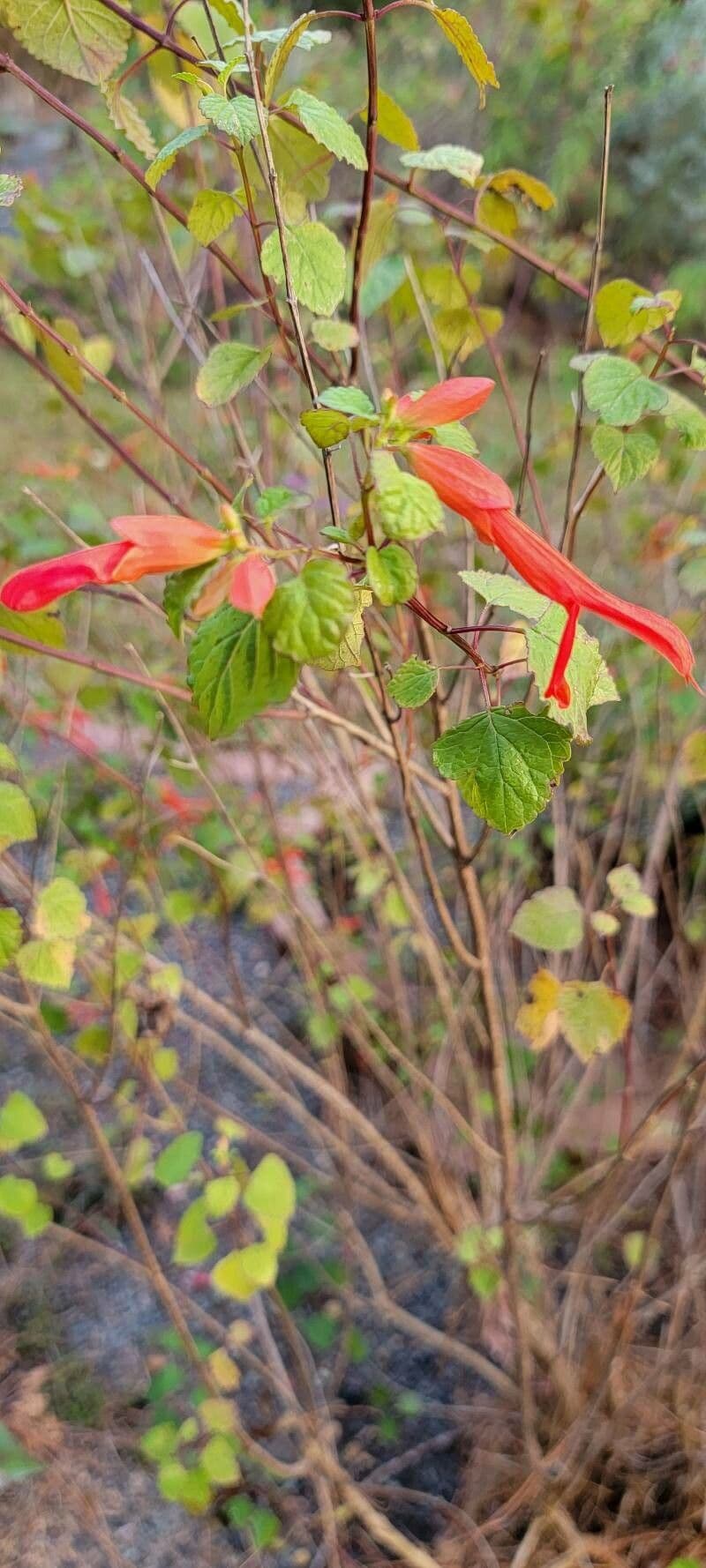 Salvia 12
