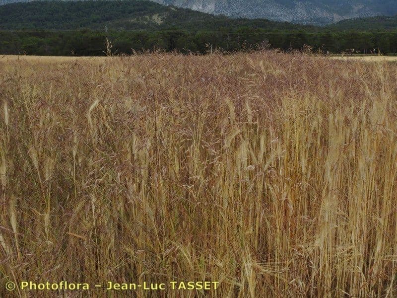 Acker-Trespe 11