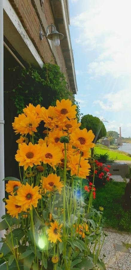 Coreopsis grandiflora 15