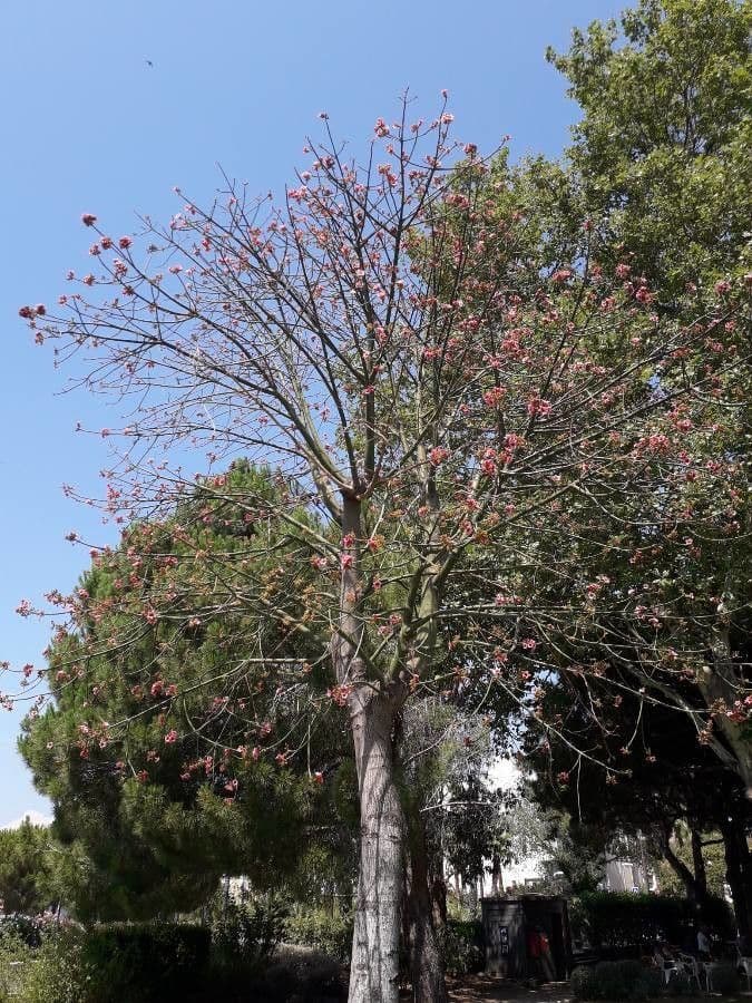 Brachychiton 23