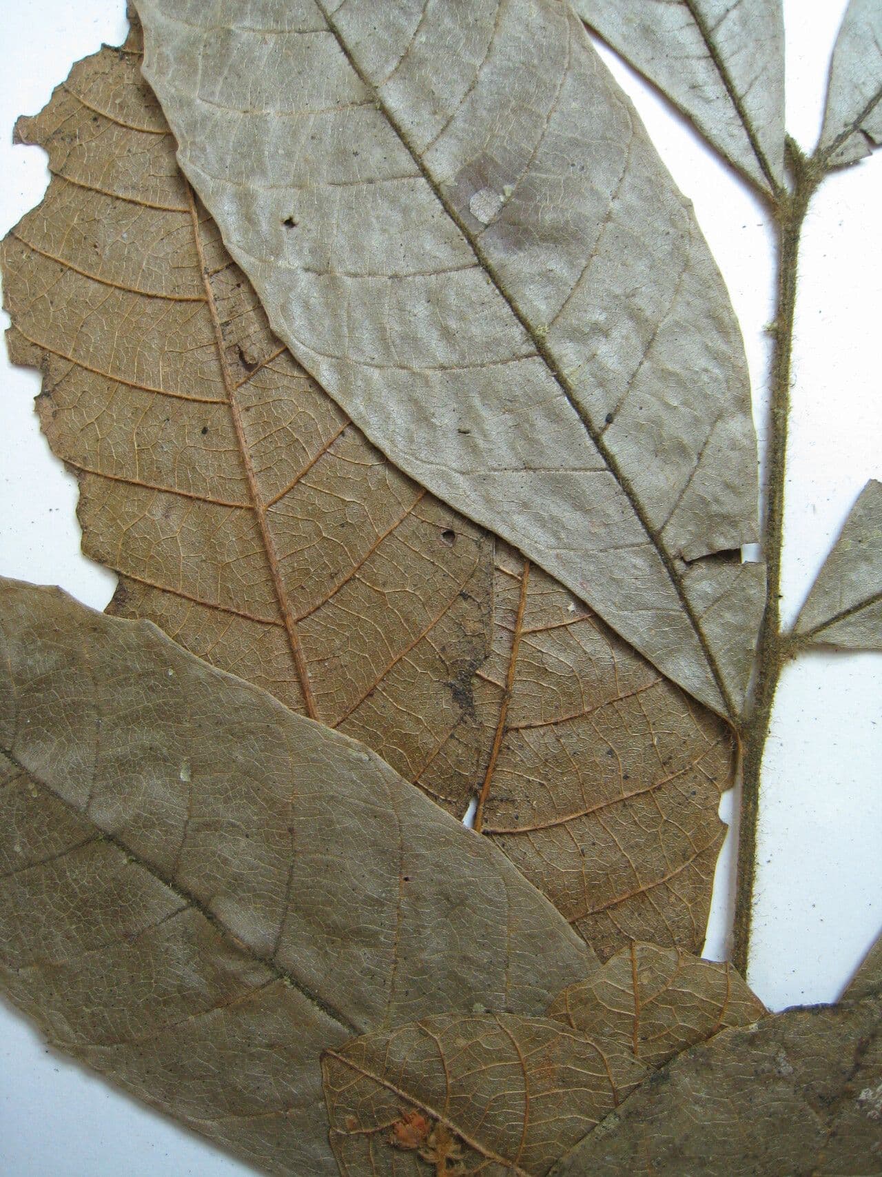 Cupania 12