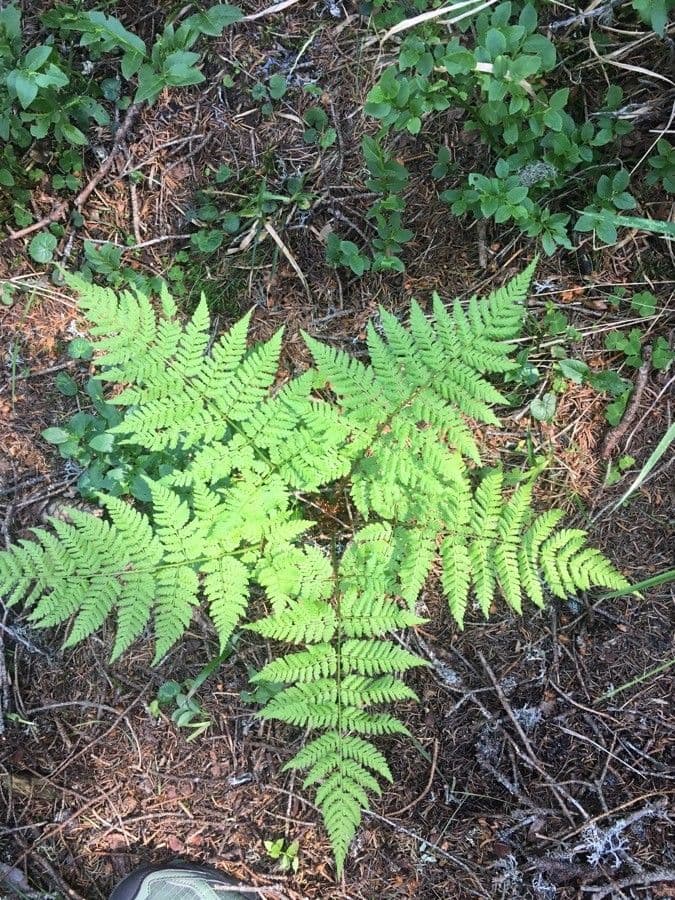 Cystopteris 7
