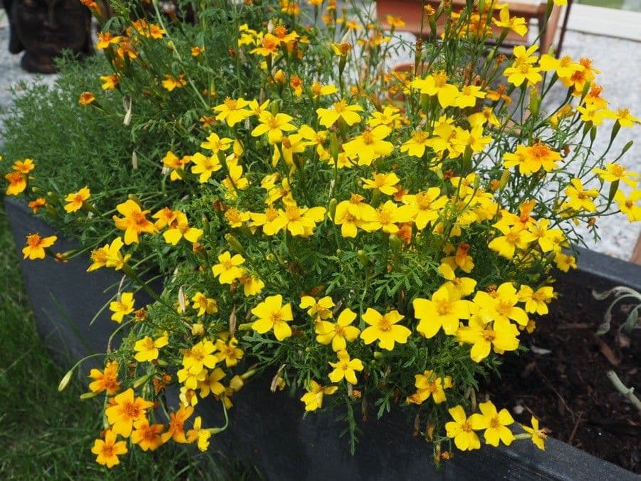 Schmalblättrige Studentenblume 7