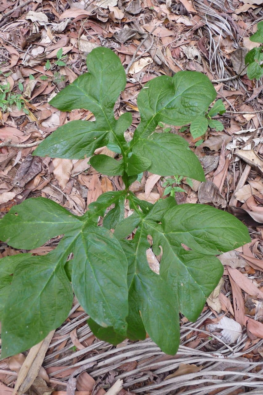Anchomanes difformis 9