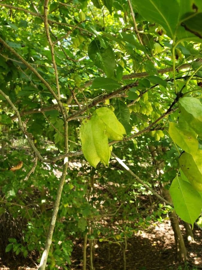 Staphylea trifolia