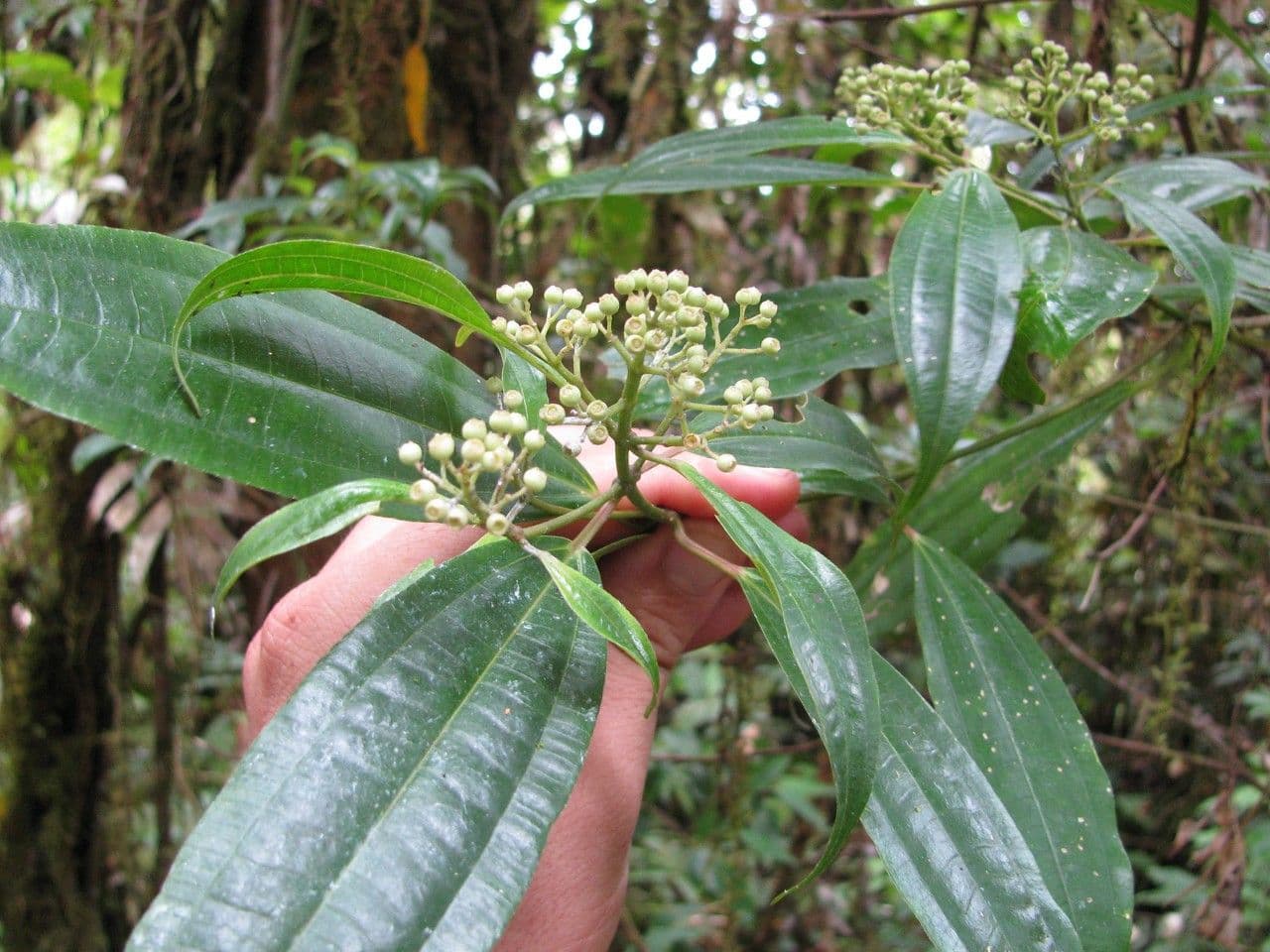 Miconia 7