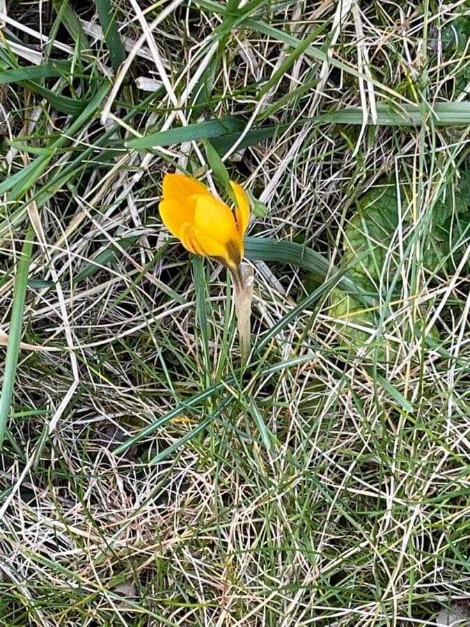 Goldkrokus 17