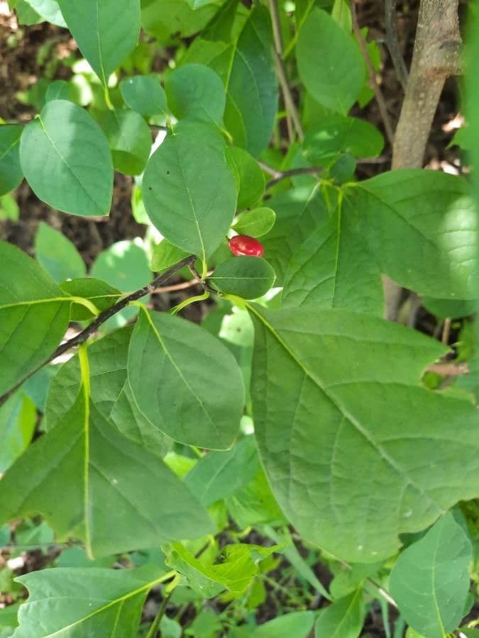 Lindera benzoin 3
