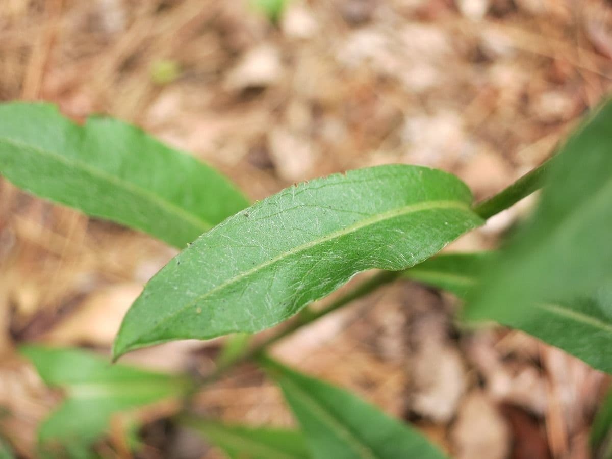 Chrysopsis mariana 12