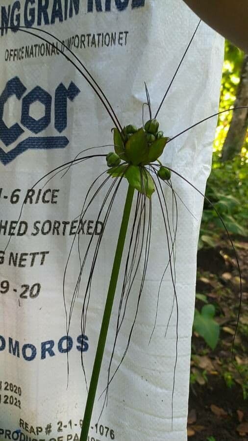 Východoindický arrowroot 5