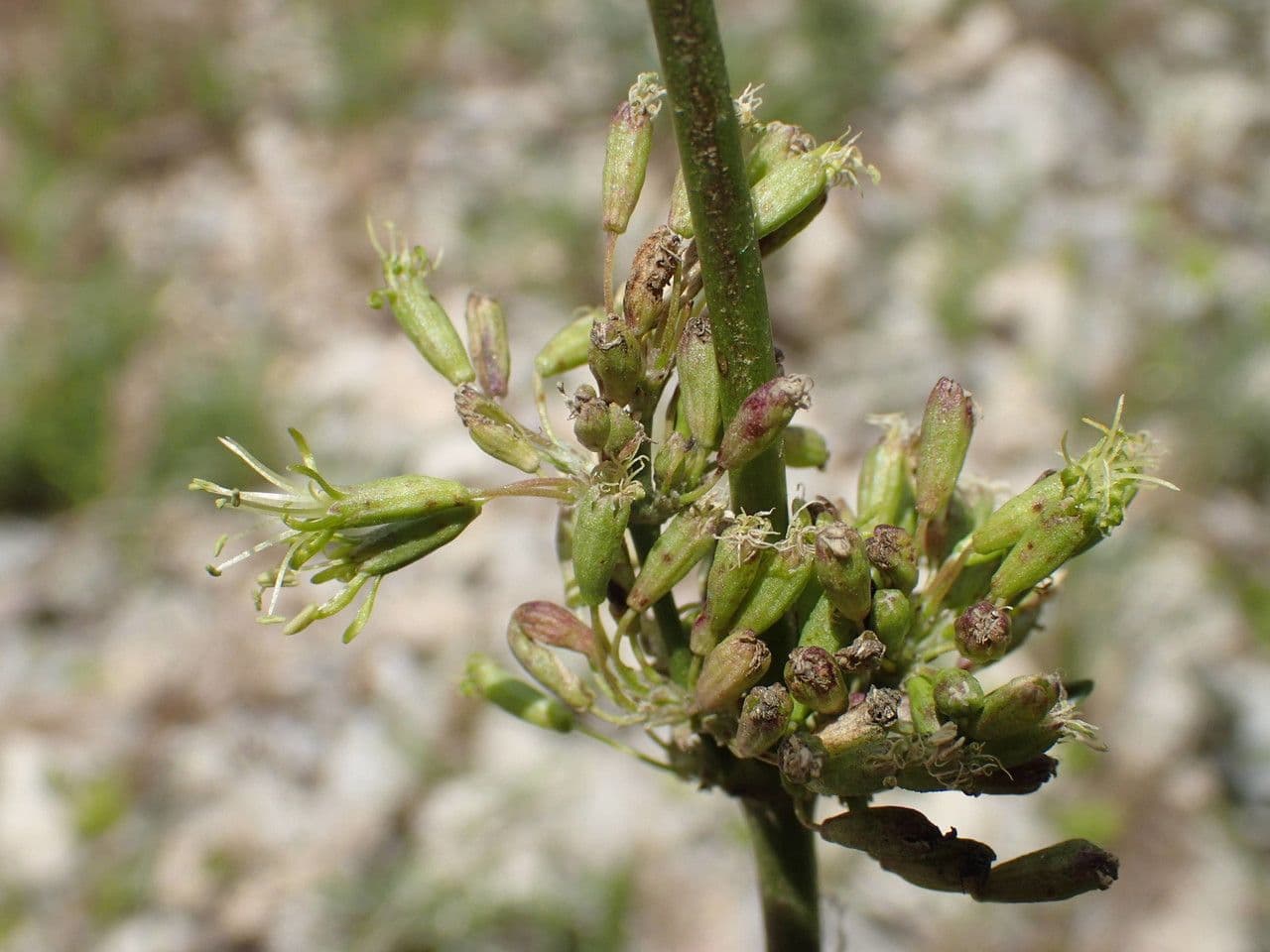 Silene otite 2