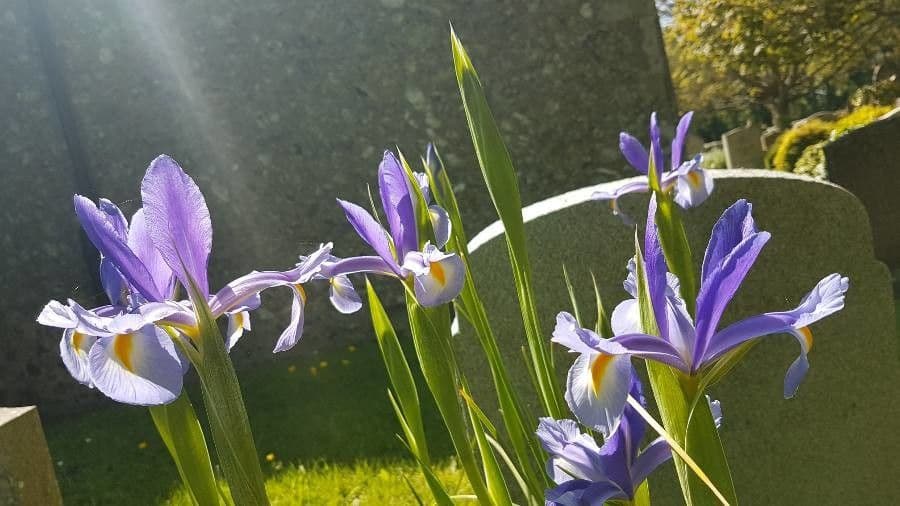 Iris spuria 12