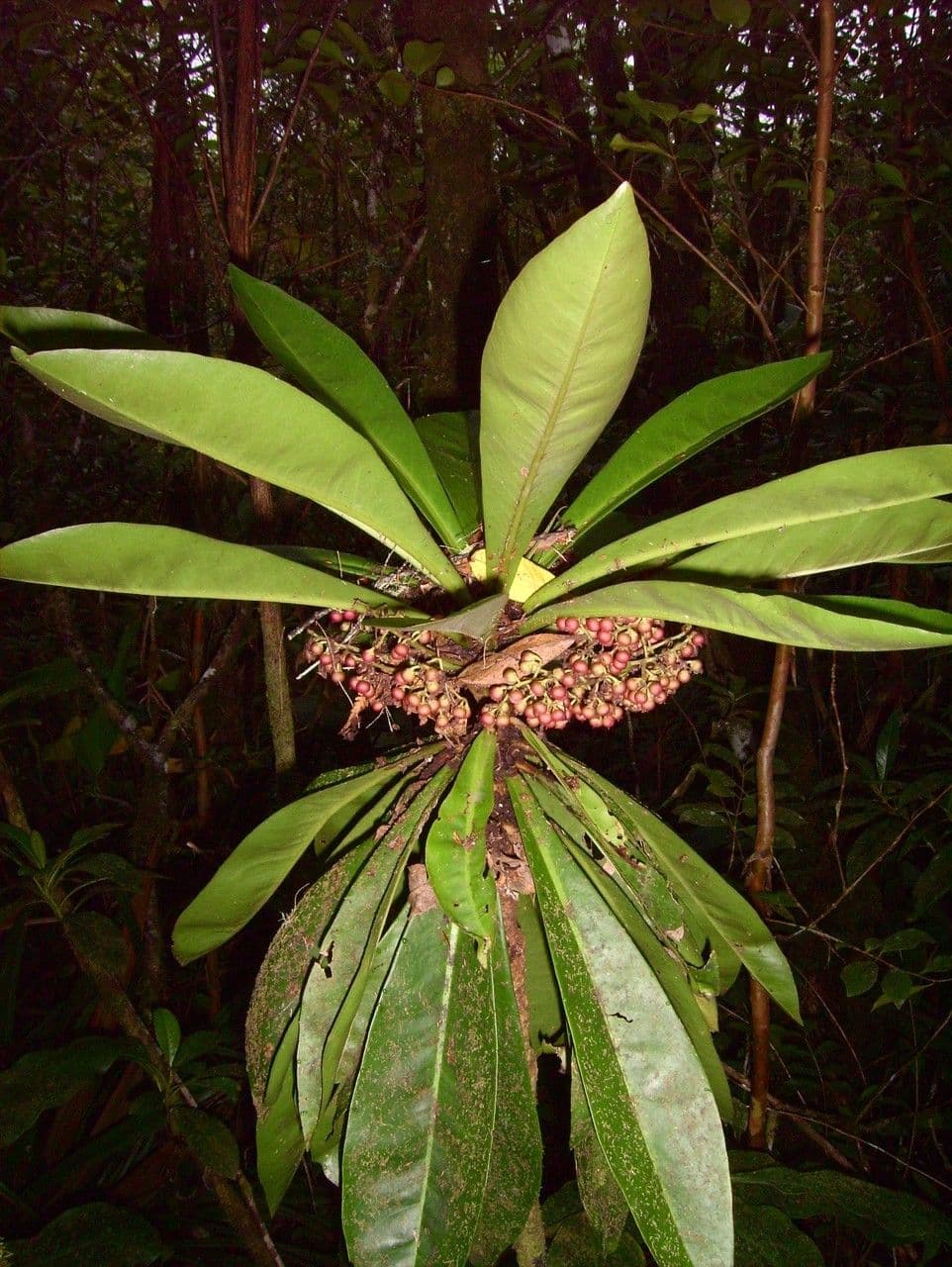 Badula 10