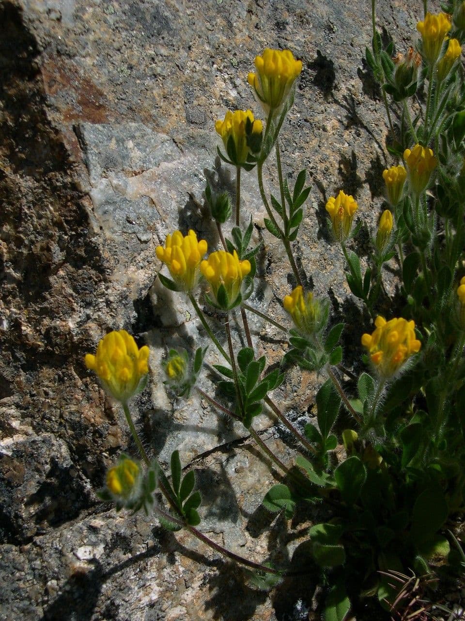 Anthyllis 15
