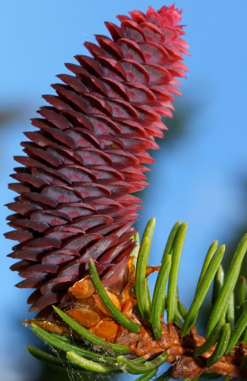 Abete rosso 4